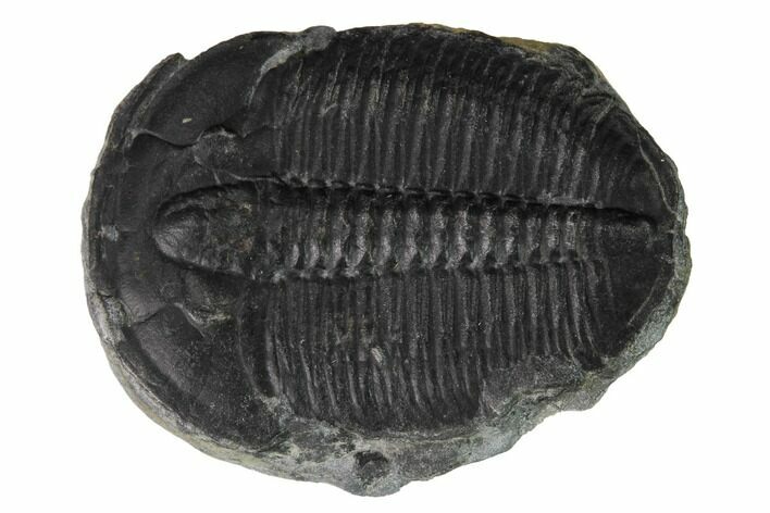 Elrathia Trilobite Fossil - Utah #169517
